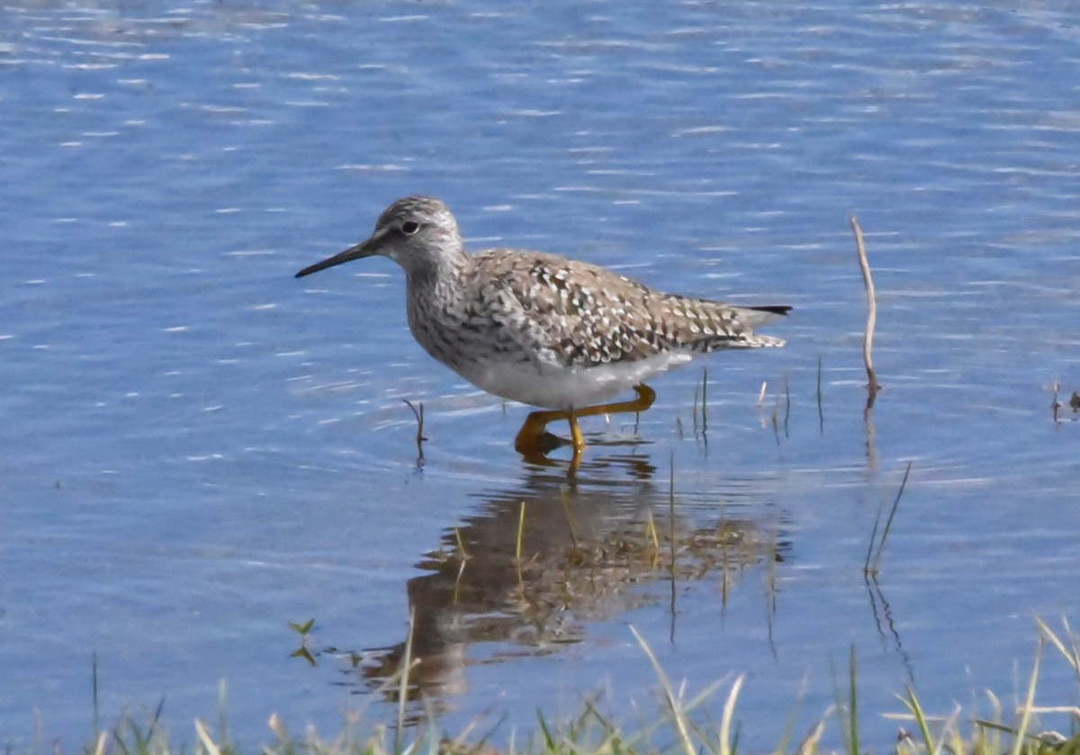 Lesser Yellowlegs - ML444236631