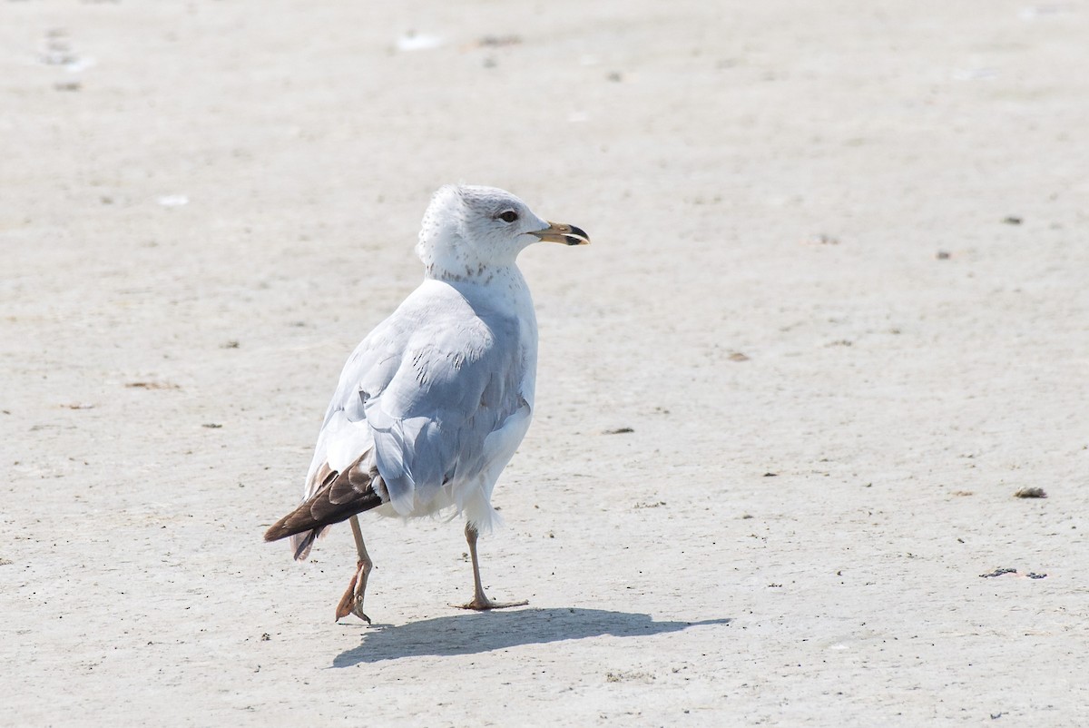 Ring-billed Gull - ML444237451