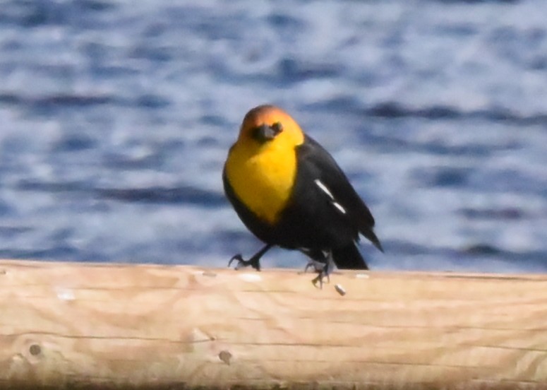 Yellow-headed Blackbird - ML444238061