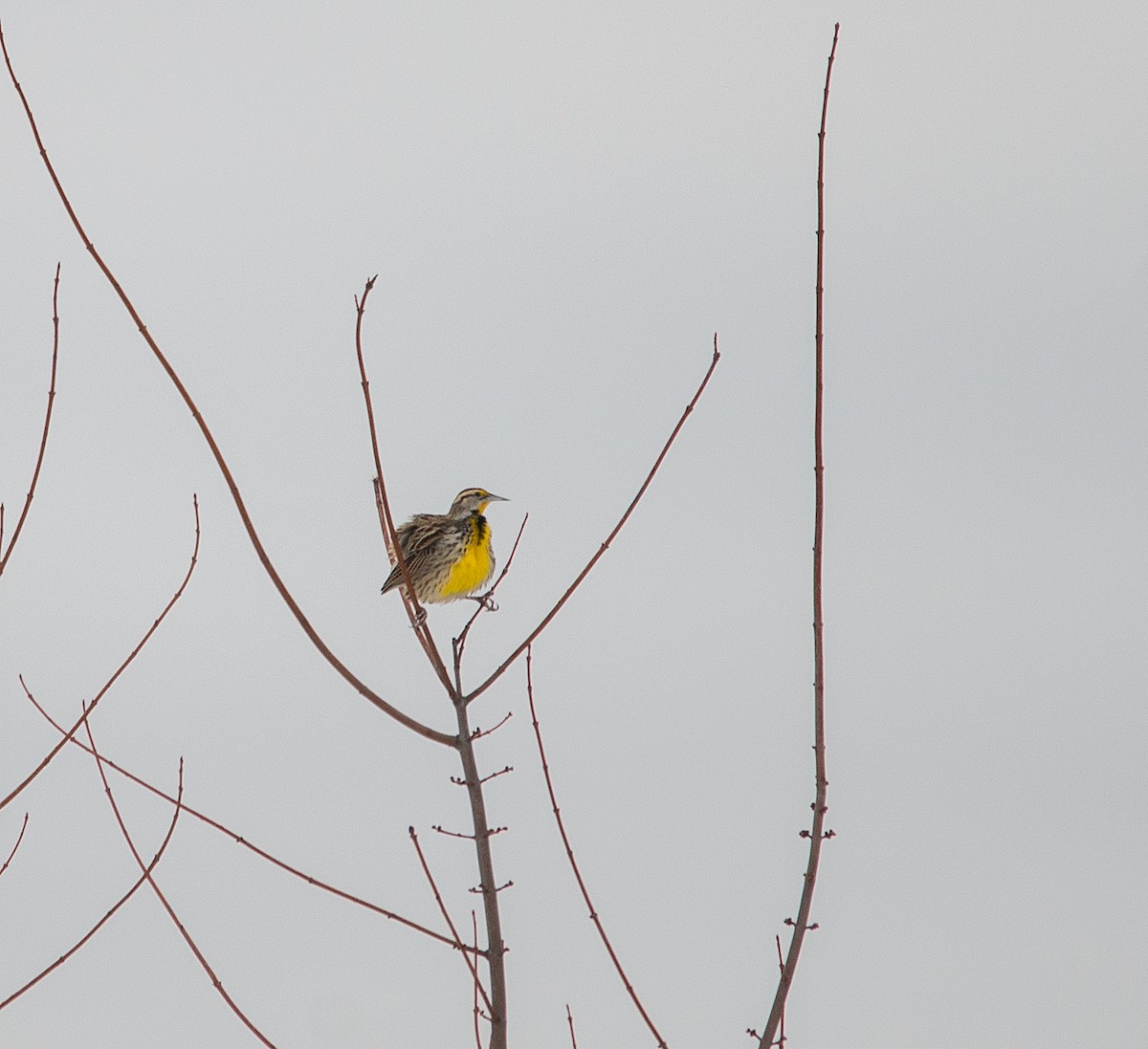 Eastern Meadowlark - Justin Lawson