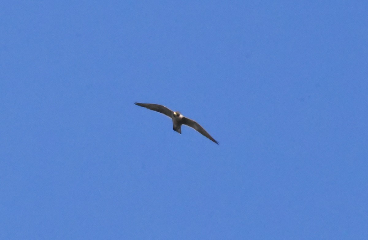 Peregrine Falcon - ML444239101