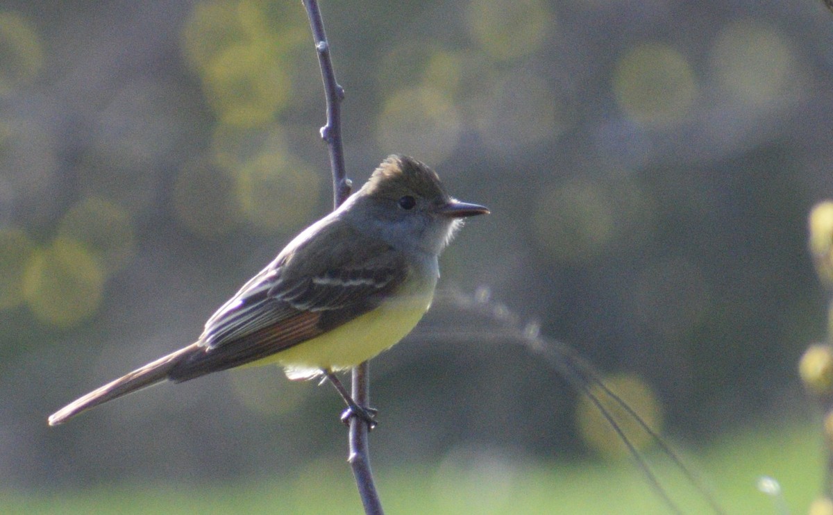 Great Crested Flycatcher - ML444239321