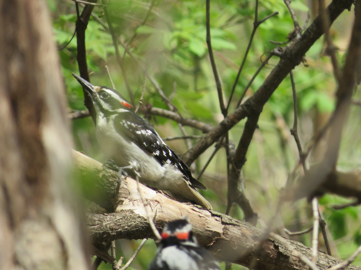 Hairy Woodpecker - ML444239911