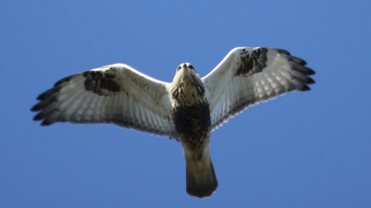 Rough-legged Hawk - ML444239991