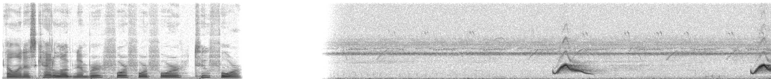 Pauraquenachtschwalbe - ML44424