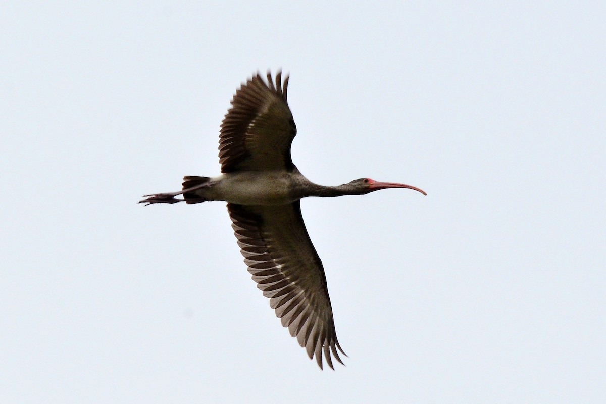 ibis bílý - ML44424131