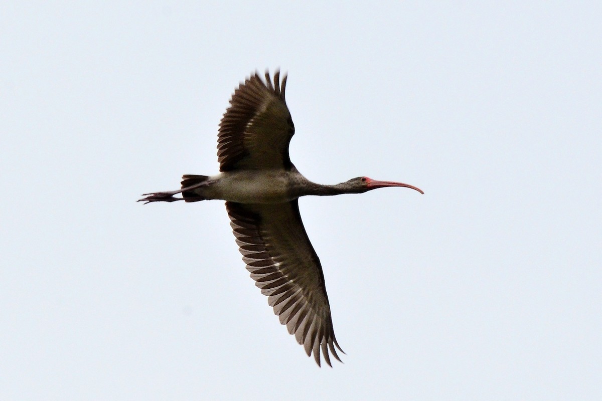 White Ibis - ML44424131