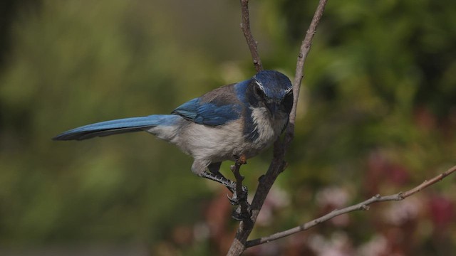 Калифорнийская сойка - ML444242481