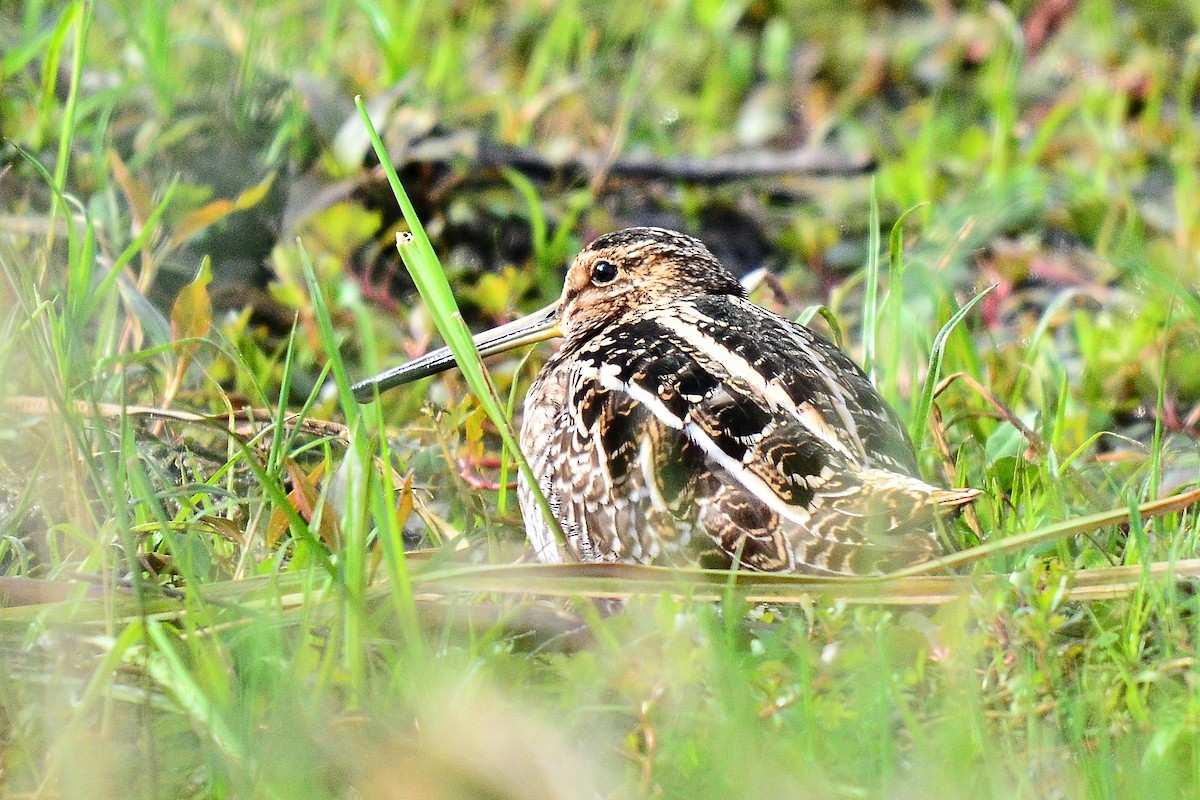 Wilson's Snipe - ML44424251