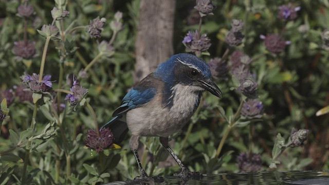 Калифорнийская сойка - ML444242601