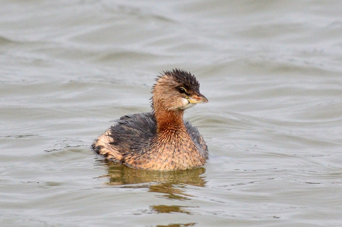 Pied-billed Grebe - ML44424261