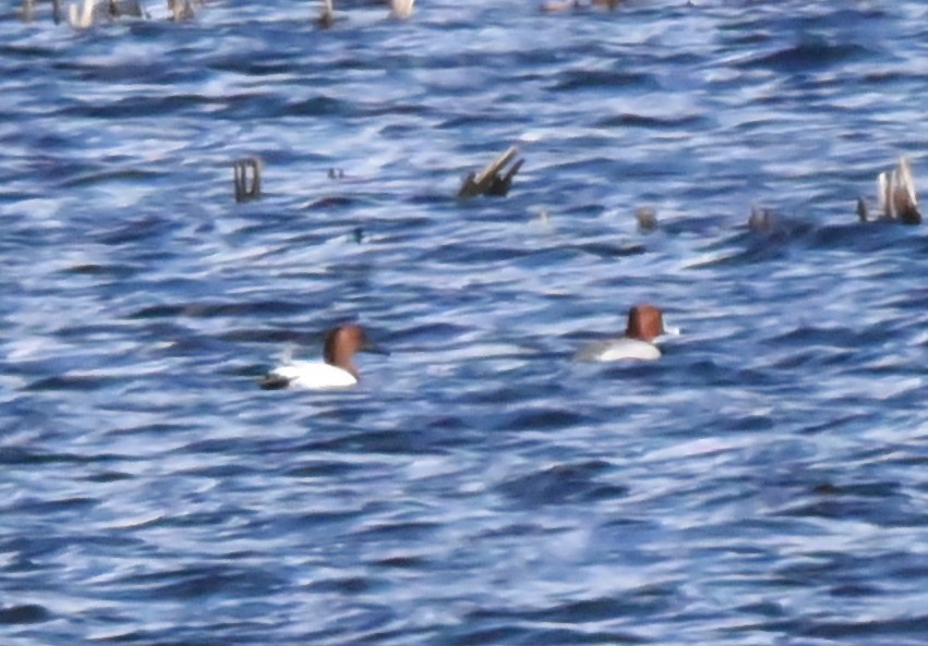 Canvasback - ML444242641