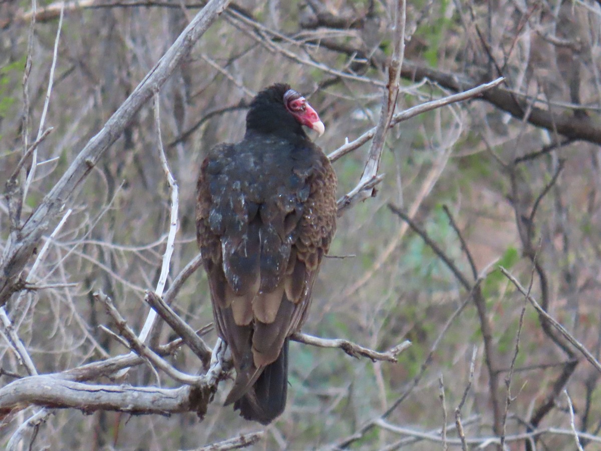 Urubu à tête rouge - ML444243121