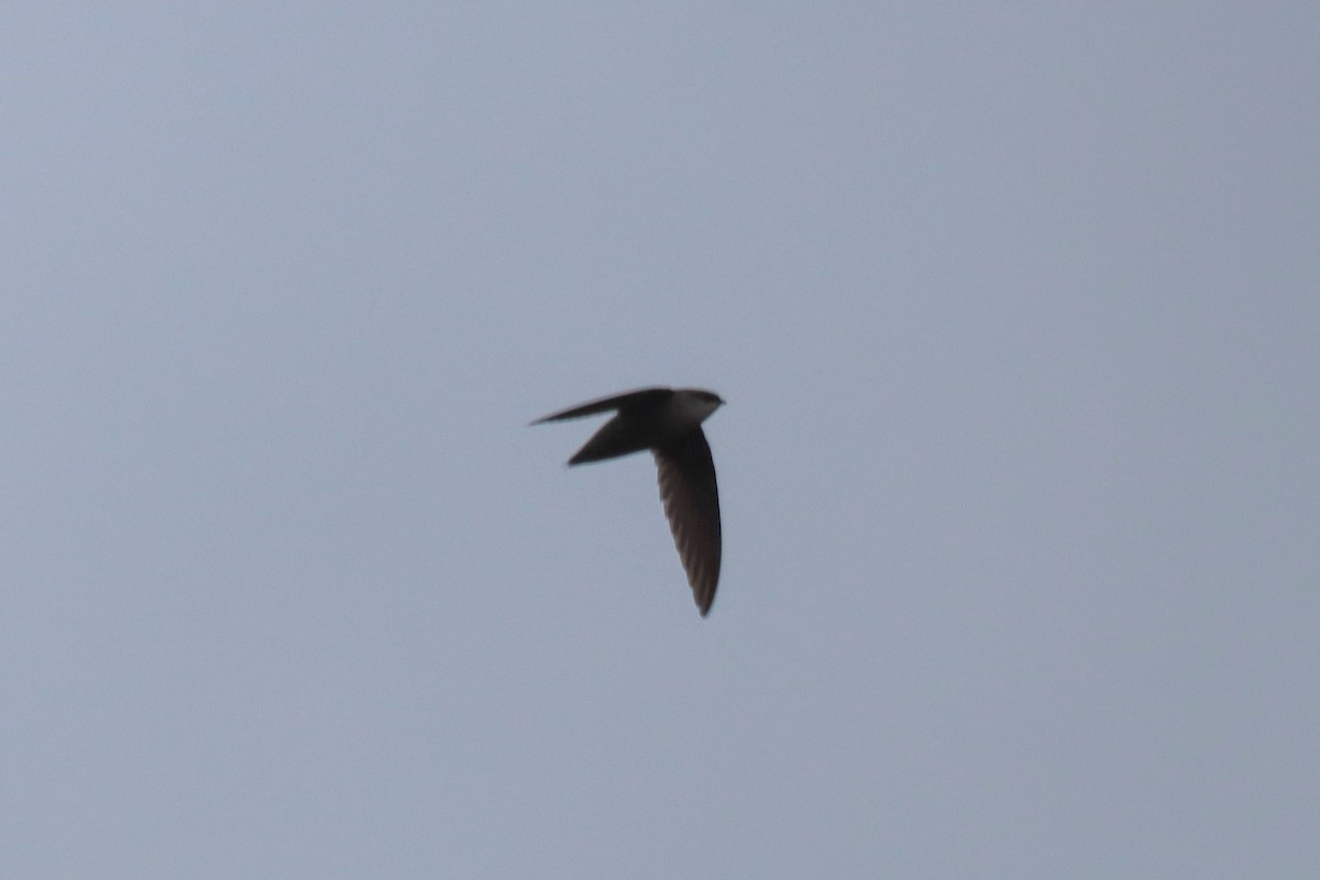 Chimney Swift - ML444243191