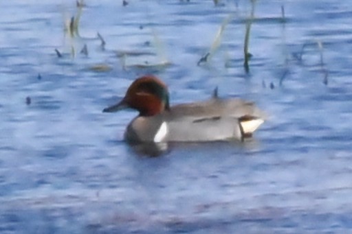 Green-winged Teal - ML444244511