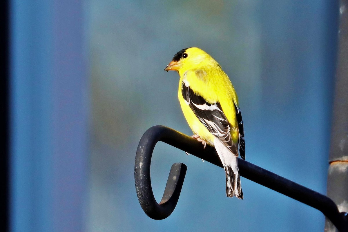 American Goldfinch - ML444244631