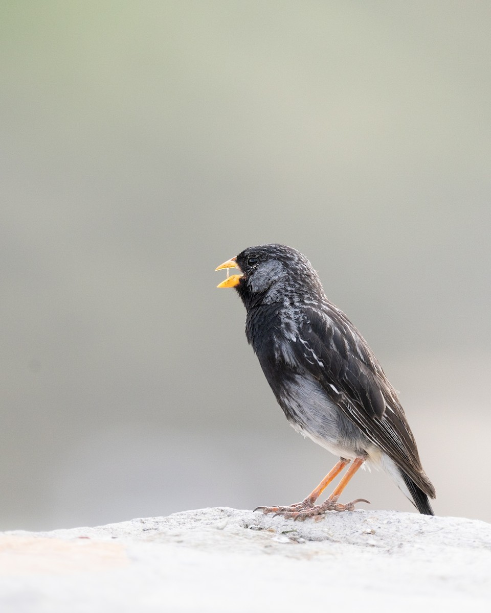 Mourning Sierra Finch - ML444245201