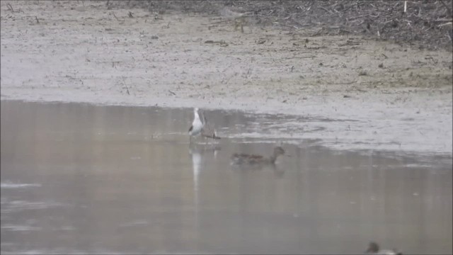 Marsh Sandpiper - ML444245301