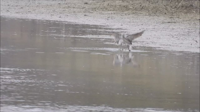 Marsh Sandpiper - ML444245991