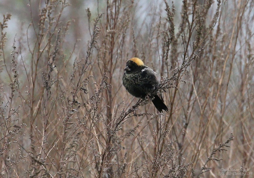 Bobolink - ML444248031