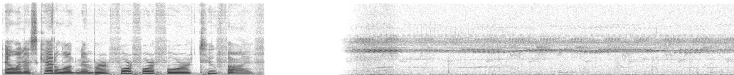 セアカオオツリスドリ（angustifrons グループ） - ML44425
