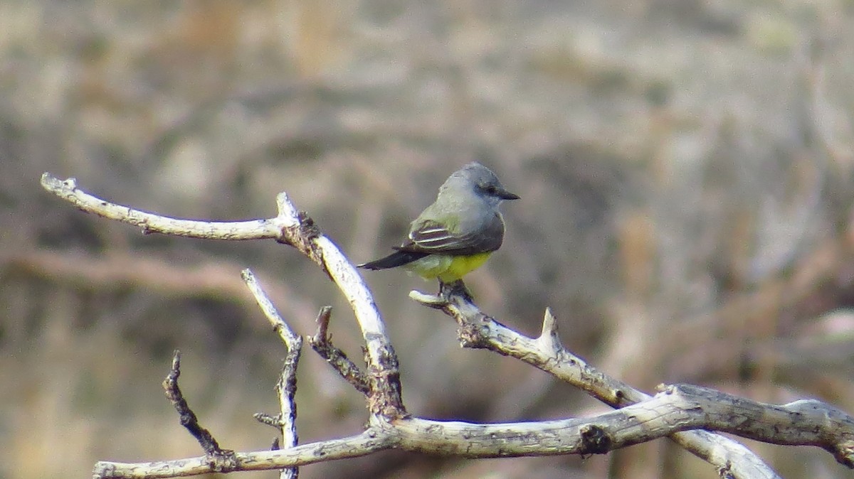 Western Kingbird - ML444251021