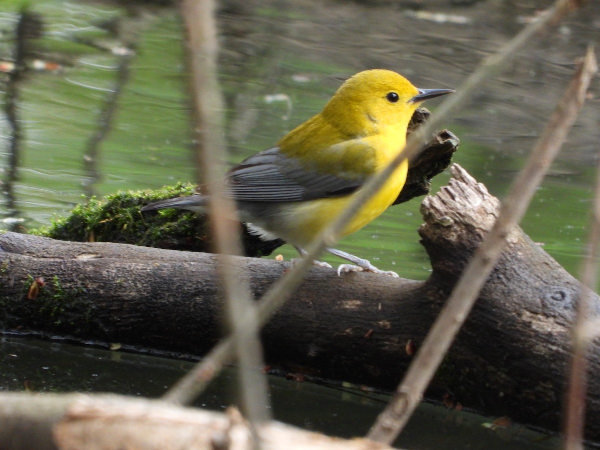 Prothonotary Warbler - ML444251991