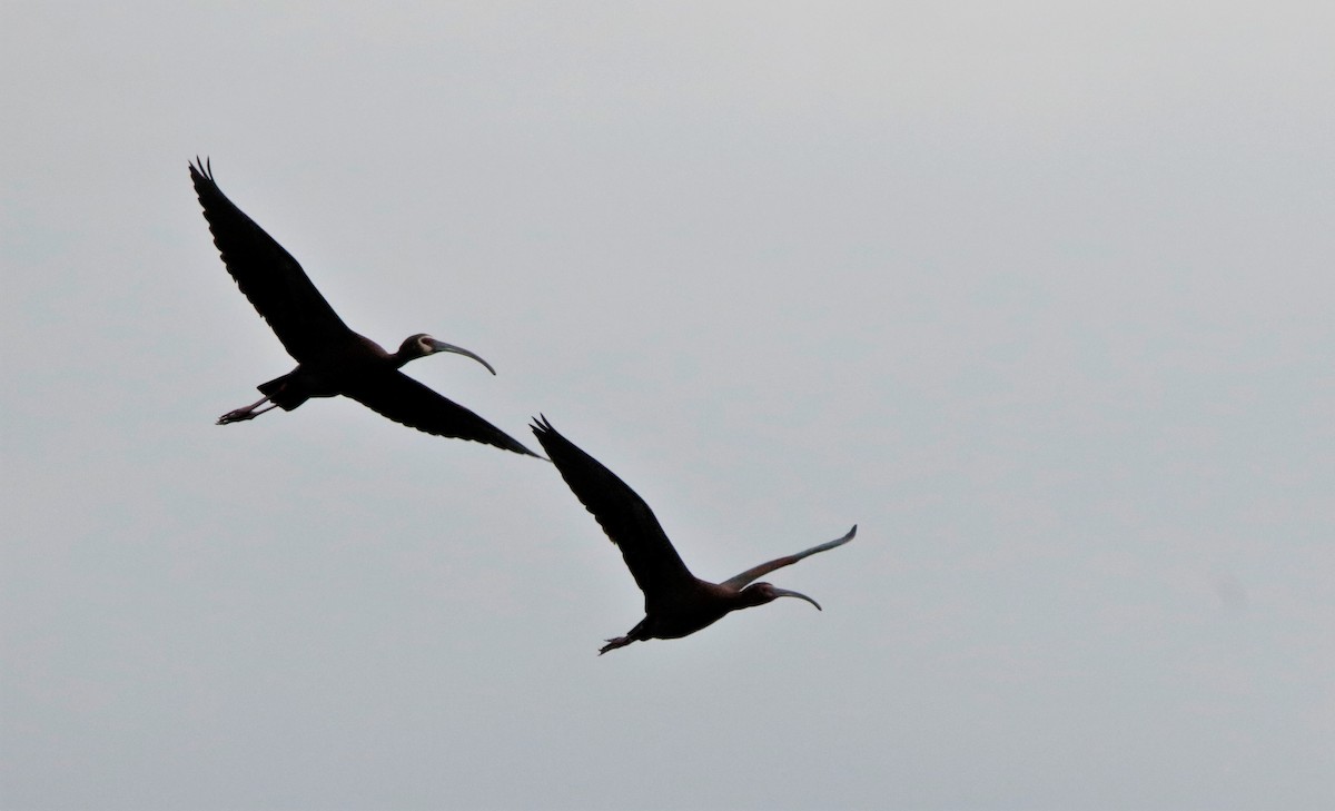 White-faced Ibis - ML444252021