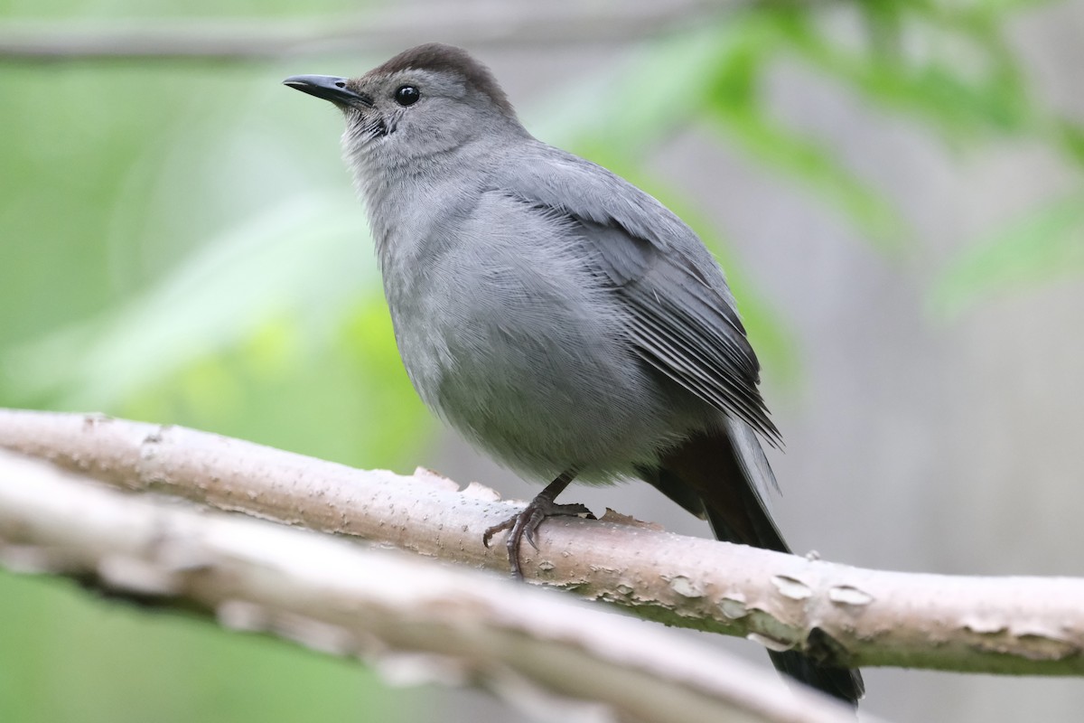 Gray Catbird - ML444252671