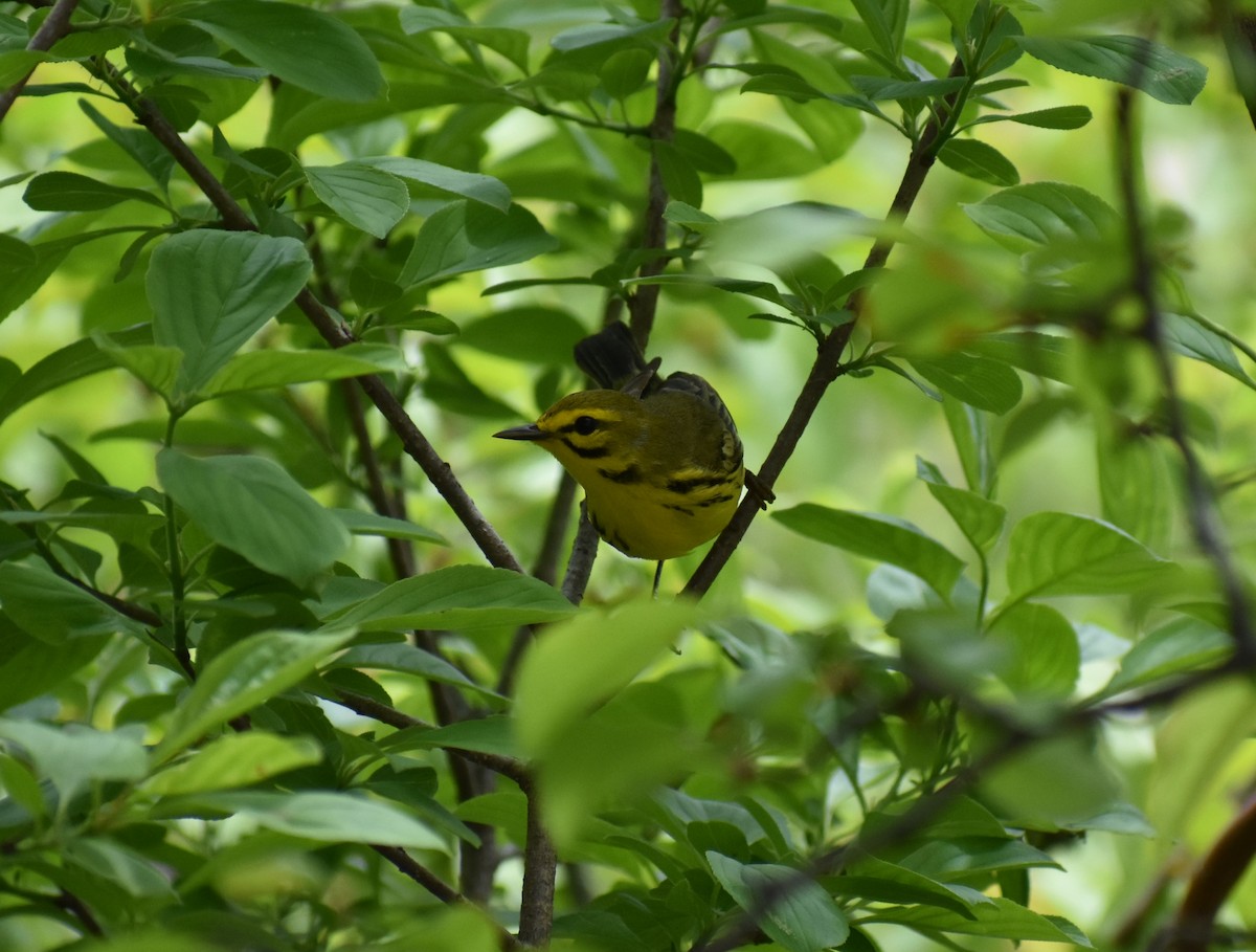 Prairie Warbler - Rebecca Stephens