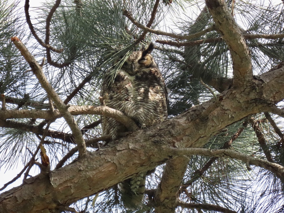 Great Horned Owl - ML444253921