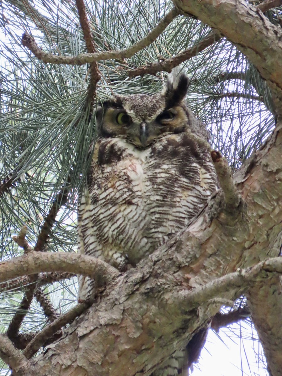 Great Horned Owl - ML444253931