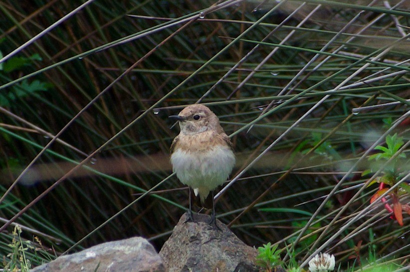 Pied Wheatear - Elena Öksüz