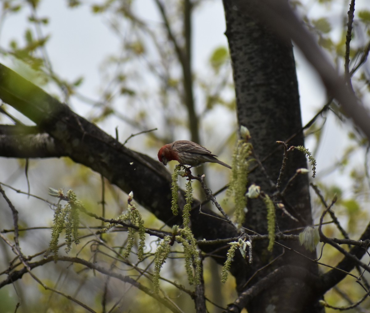 House Finch - Rebecca Stephens