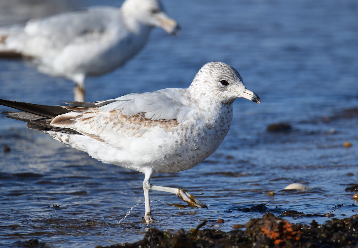 Ring-billed Gull - ML444254191