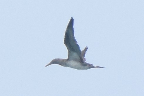 Northern Gannet - ML44425431