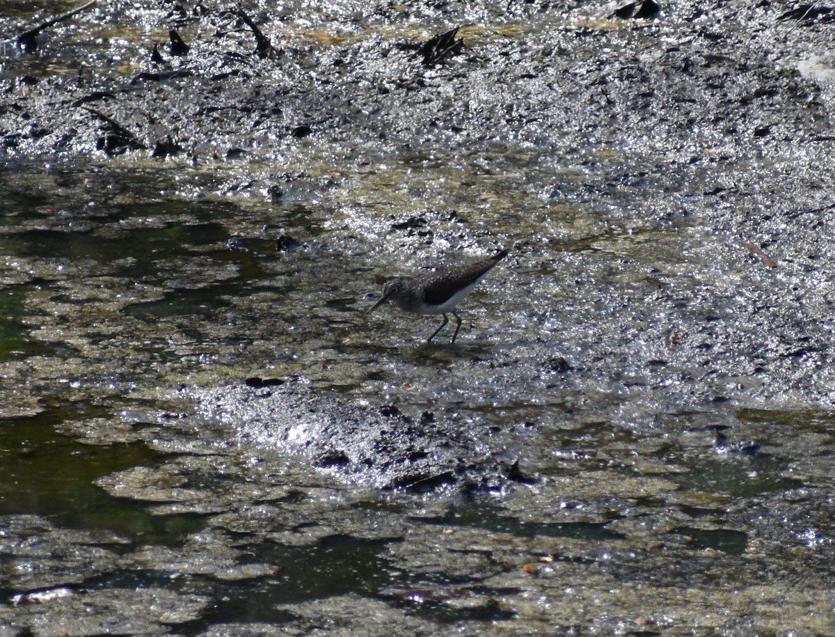 Solitary Sandpiper - ML444254331