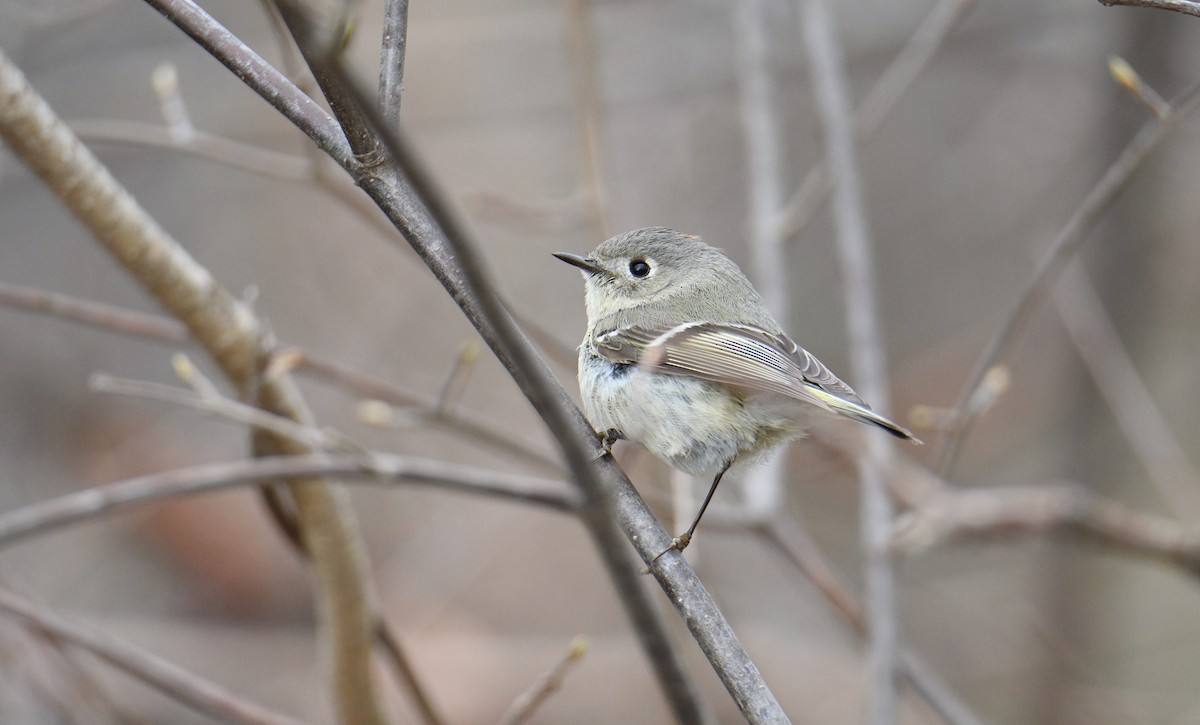 Ruby-crowned Kinglet - ML444254441