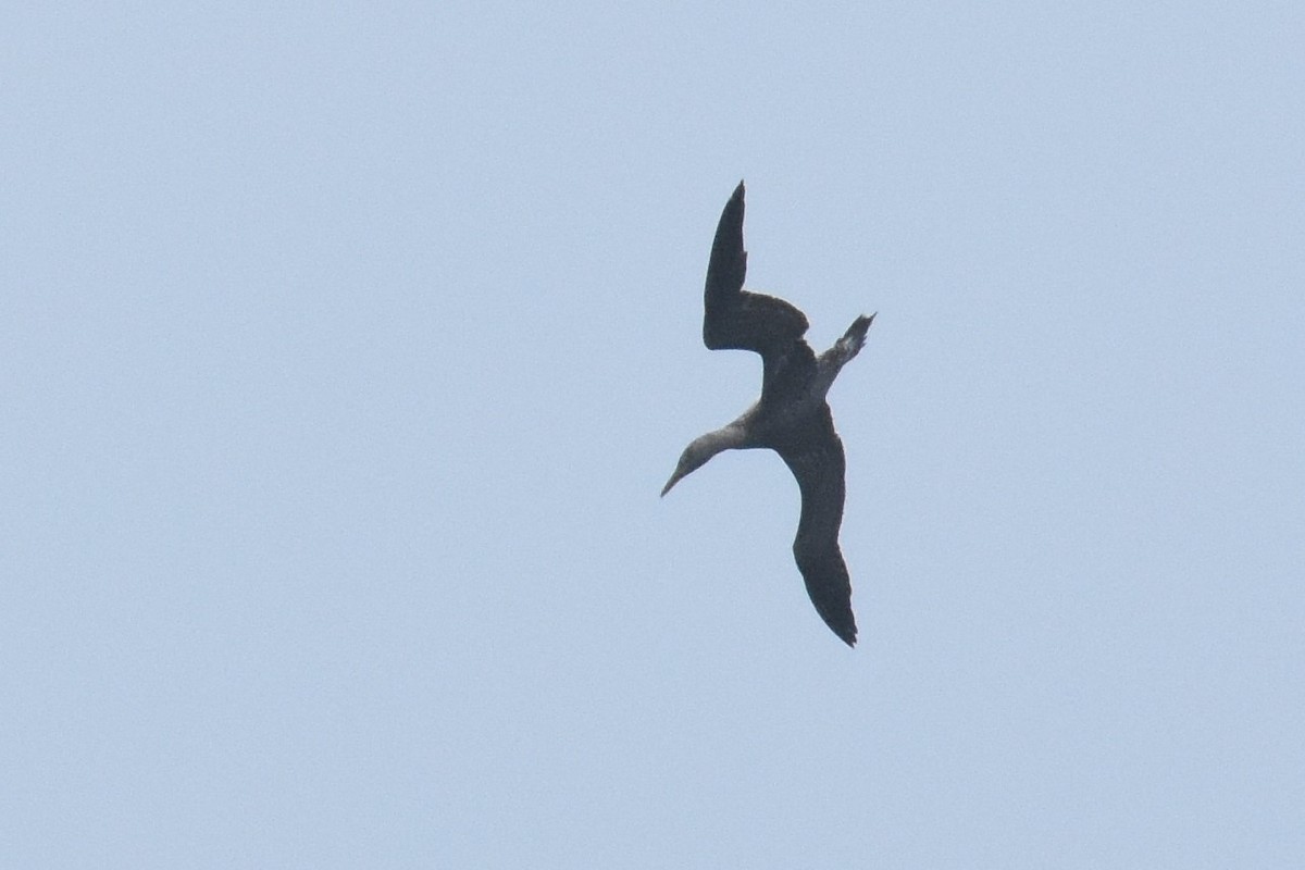 Northern Gannet - ML44425451