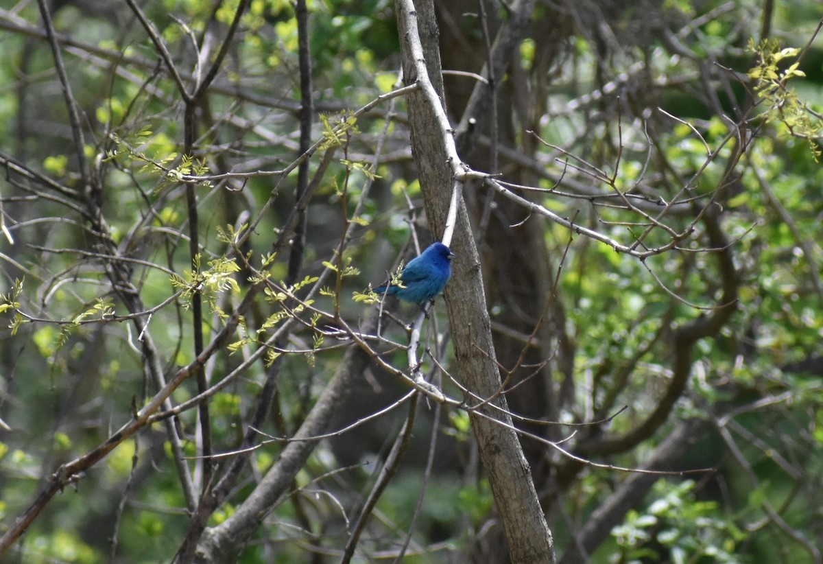 Indigo Bunting - Rebecca Stephens