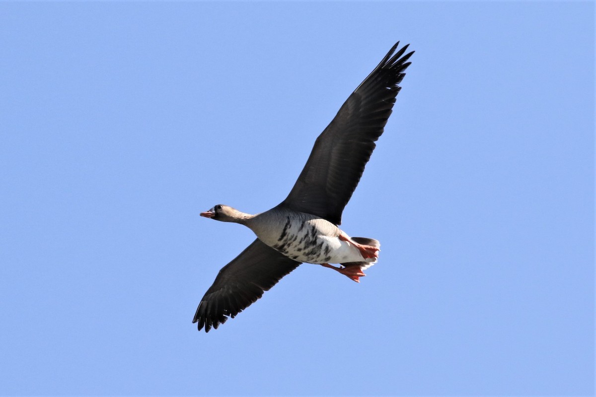 Greater White-fronted Goose - ML444256131