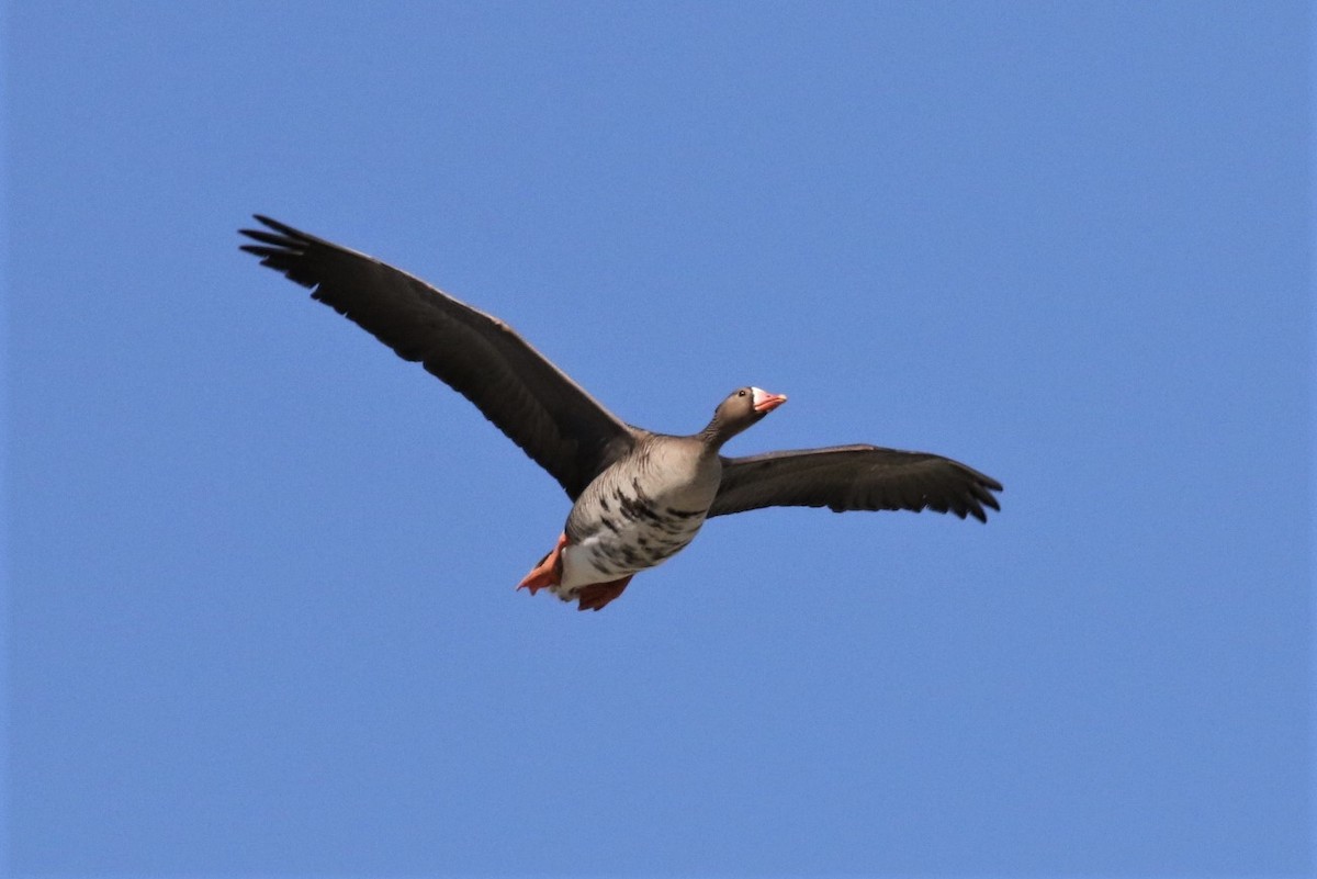 Greater White-fronted Goose - ML444256141