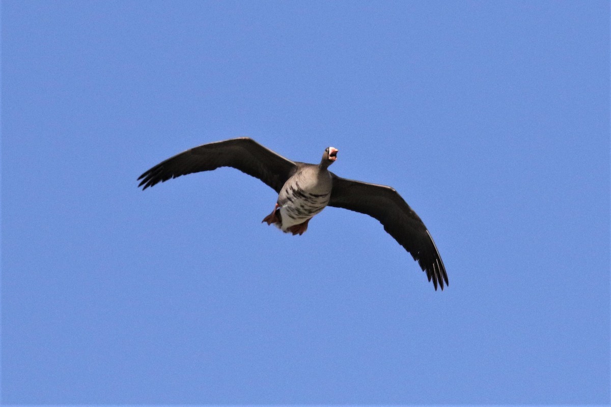 Greater White-fronted Goose - ML444256181