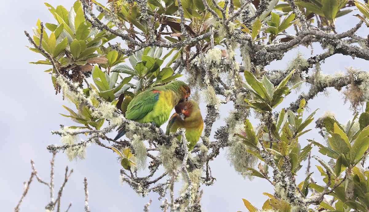 Rusty-faced Parrot - ML444258481