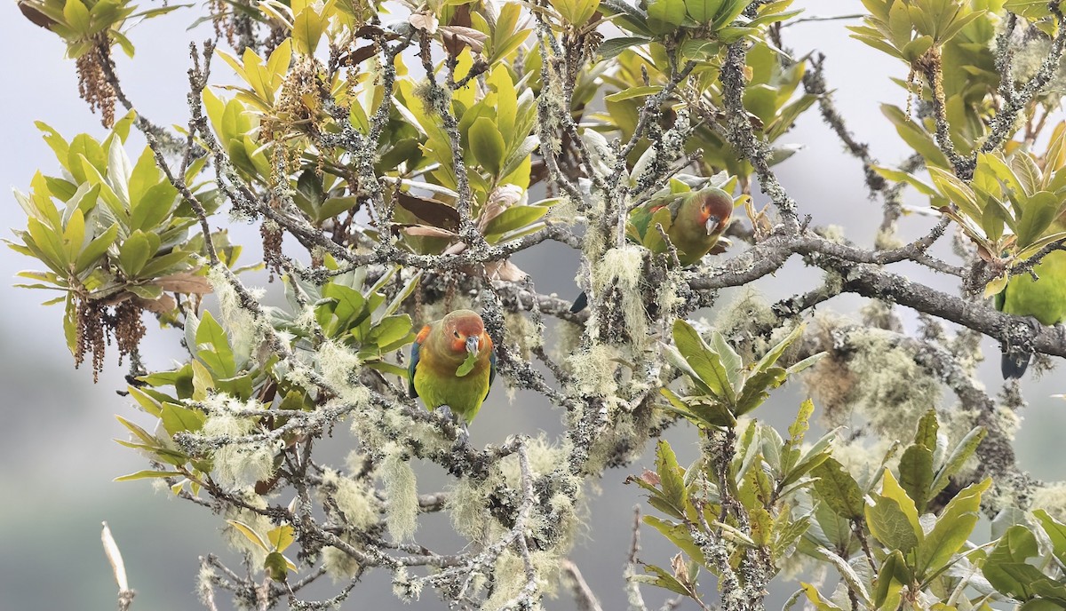 Rusty-faced Parrot - ML444258521