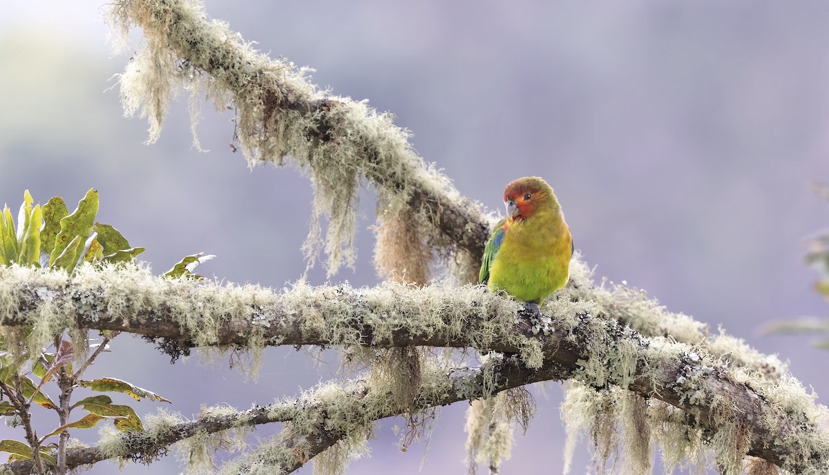 Rusty-faced Parrot - ML444258621