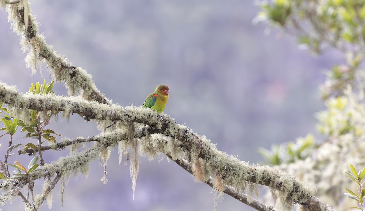 Rusty-faced Parrot - ML444258831