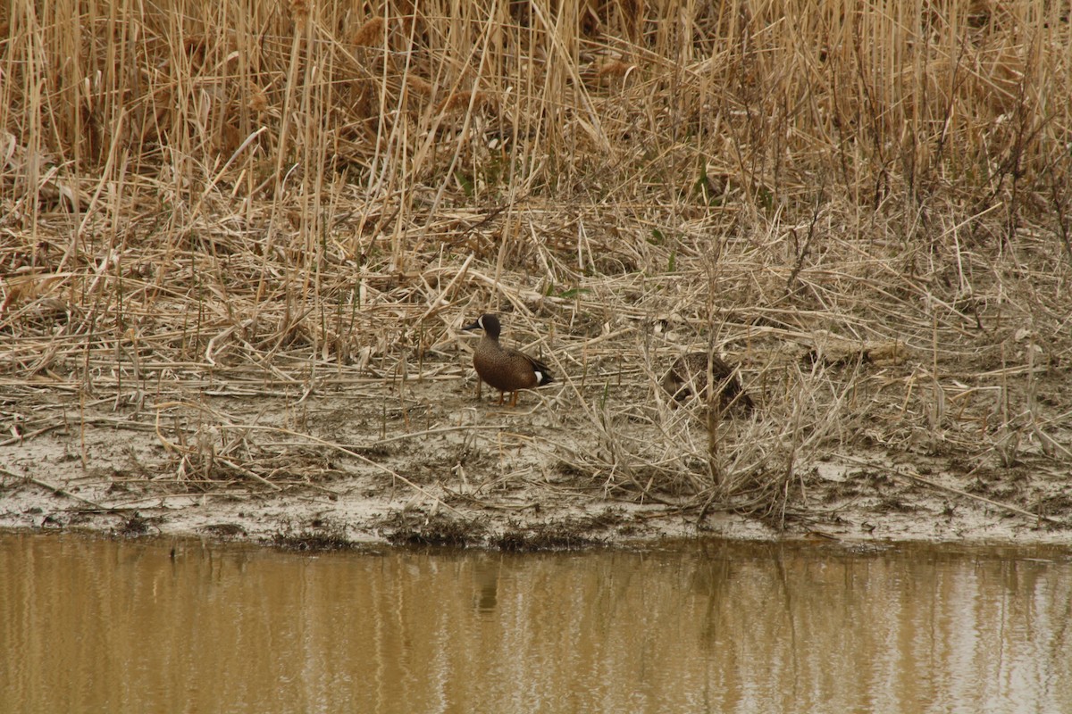 Blue-winged Teal - ML444260091