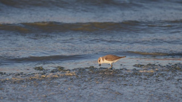 Морской зуёк (alexandrinus/nihonensis) - ML444260131