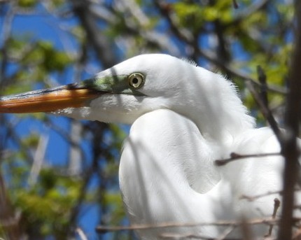 Great Egret - ML444260331